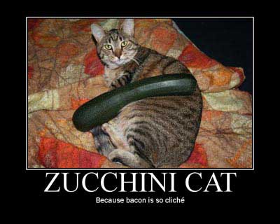 Zucchini Cat